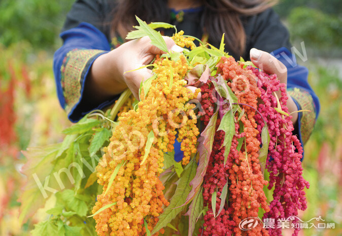 紅藜穗有粉紅、豔紅、金黃、深紫等顏色變化，同一穗也可能混雜二、三種顏色。（攝影／吳佳駿）