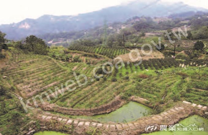 木柵貓空茶園景觀宜人，是品茶、健行賞景的好去處。