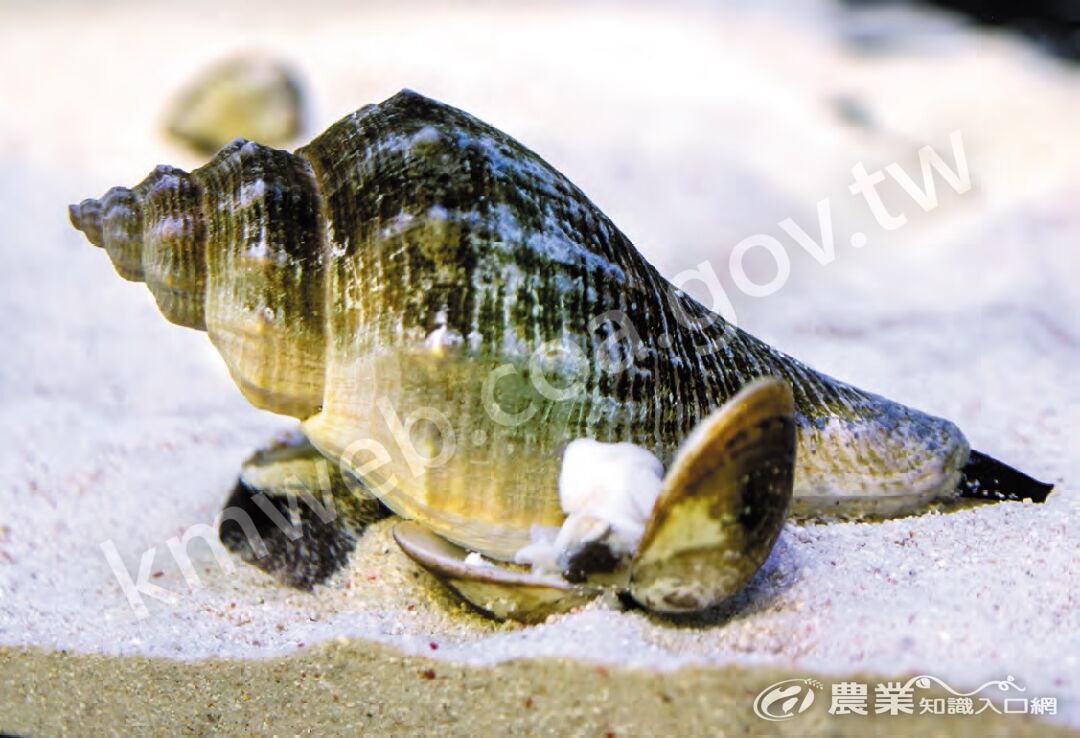 香螺嗅到食物文蛤後爬行動力較強，一旦觸碰文蛤後，伸出腹足肉包覆文蛤。