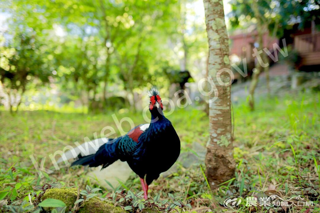 歡迎來八仙山國家森林遊樂區大口森呼吸 歡迎來八仙山國家森林遊樂區大口森呼吸