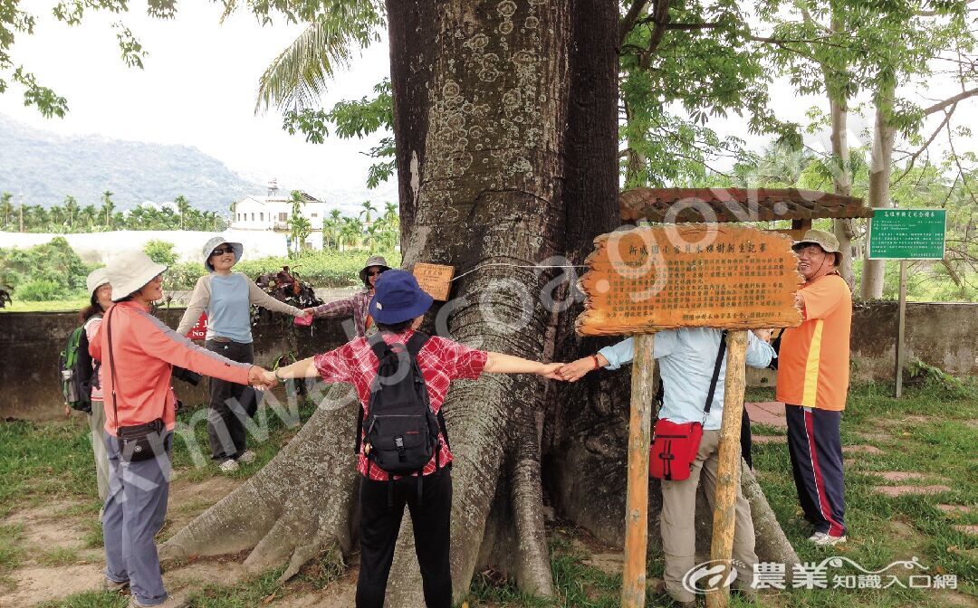 高雄新威國小的吉貝木棉已超過60歲，十位大人才能合抱老樹。