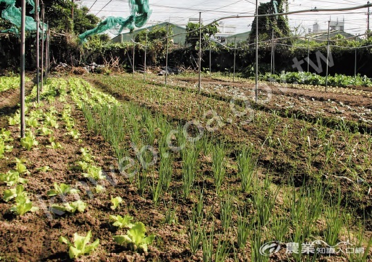 福泉林有機蔬菜農場僅_0_6_公頃卻有_30_種以上作物，林忠池認為針對小面積、多樣化種植的農民，可研擬措施減輕紀錄負擔。（攝影／林書帆）