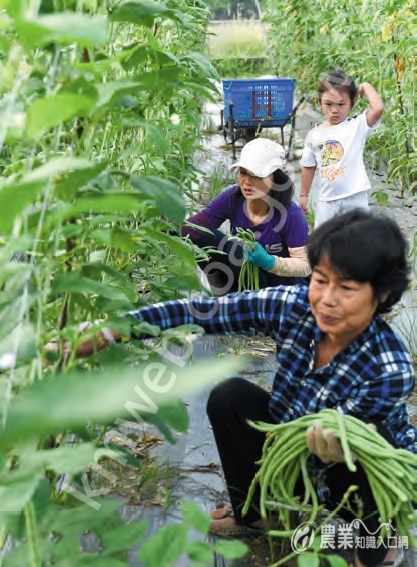 嫁來臺灣多年的農民陳氏貞（中）來自越南農村，隨著在高雄市美濃區落地生根，越南家人也來臺灣協助農務，形成家庭農業的典範。