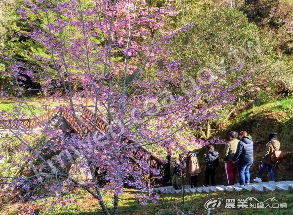 小橋與櫻花(阿里山詩路往姐妹潭)