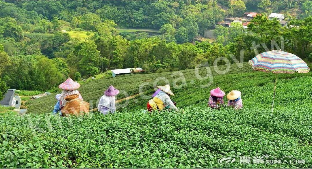 來到茶區，常可看見農人辛勤採茶的景象。