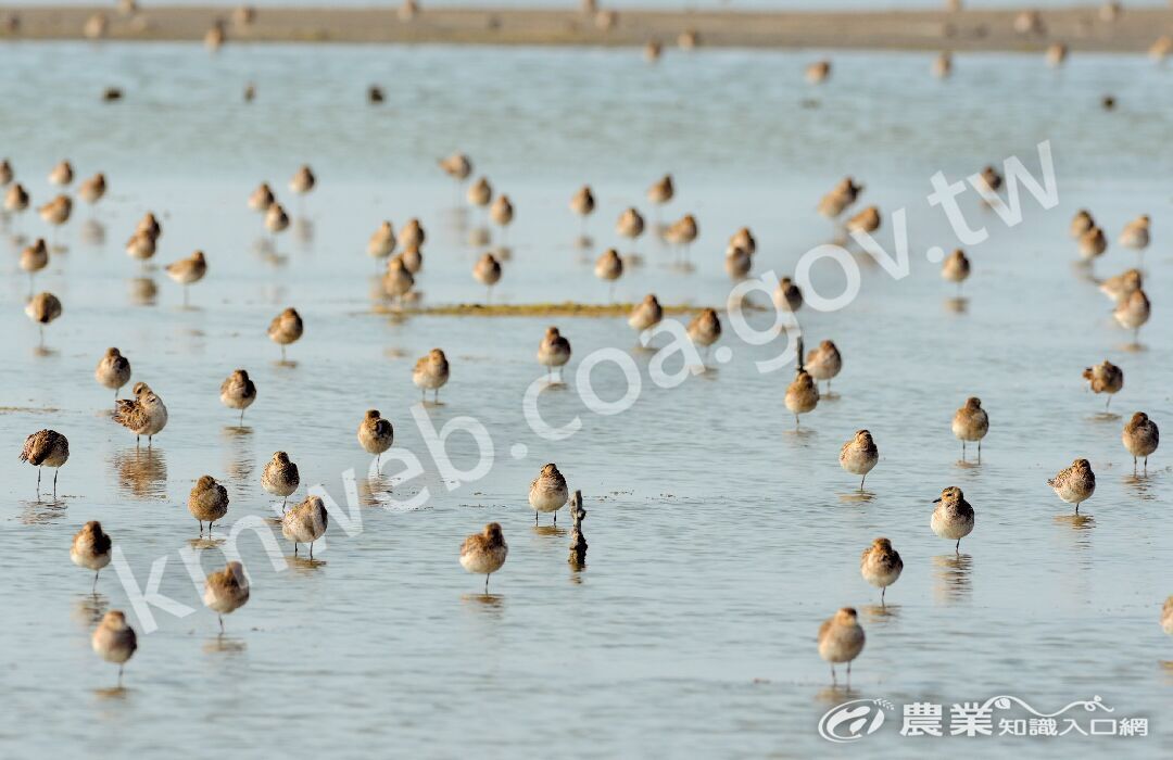 太平洋金斑鴴時常群聚出現於海邊、河口。（以上圖片提供／洪貫捷）