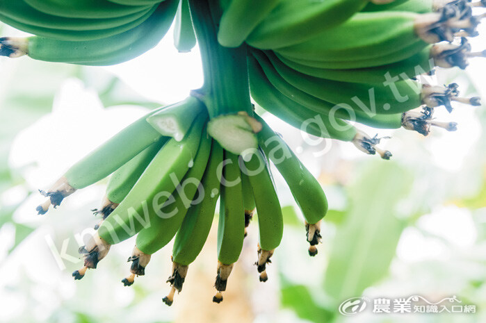 剛切下的香蕉花，仍不斷冒出汁液。