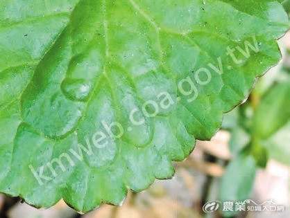 雷公根葉為綠色，葉緣呈鈍鋸齒狀或淺裂，表面沒有臘質，質地較粗硬。
