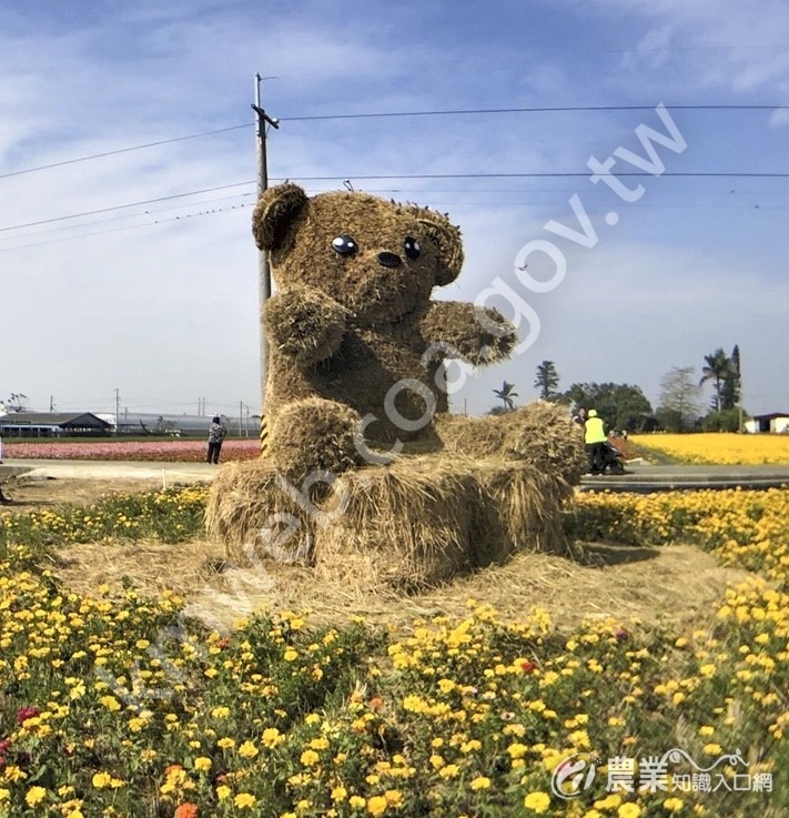 稻稈小熊造型可愛，為花海節增添趣味。（太保市農會提供）