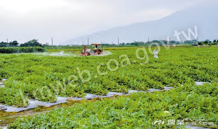 風雨過後常造成植株傷口，可能成為病原菌感染部位，建議農民雨後亦進行施藥防治。