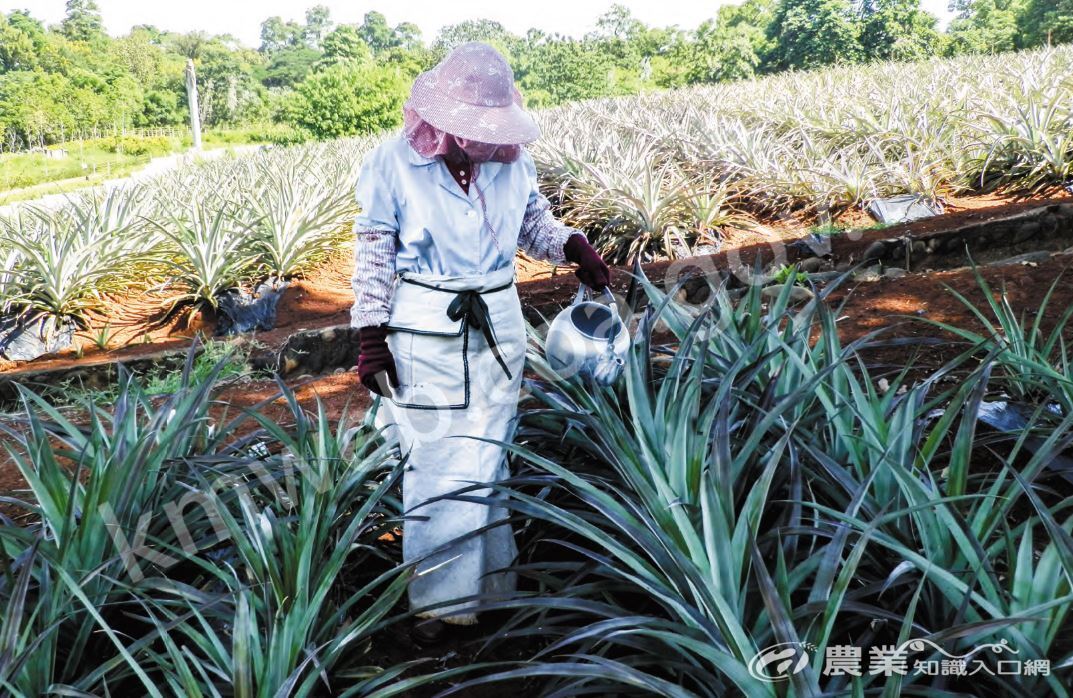 目前臺灣鳳梨催花方式以電石水處理法為主，簡易處理時可使用水壺裝盛電石水，將其倒入植株心部，並須注意出水口高度。