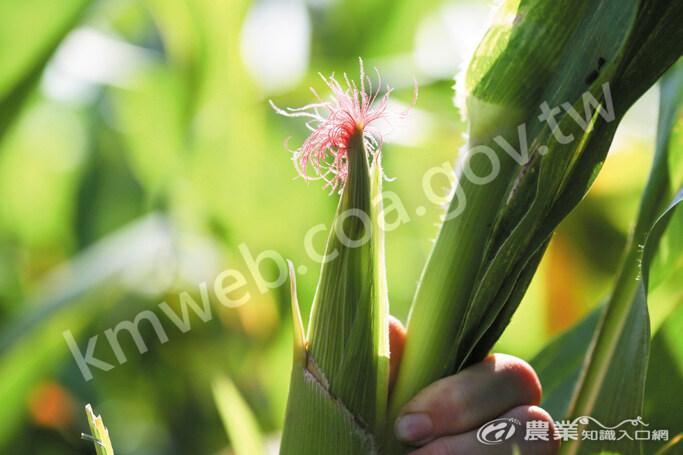 朴阿桂堅持種植玉米筍不噴灑農藥。