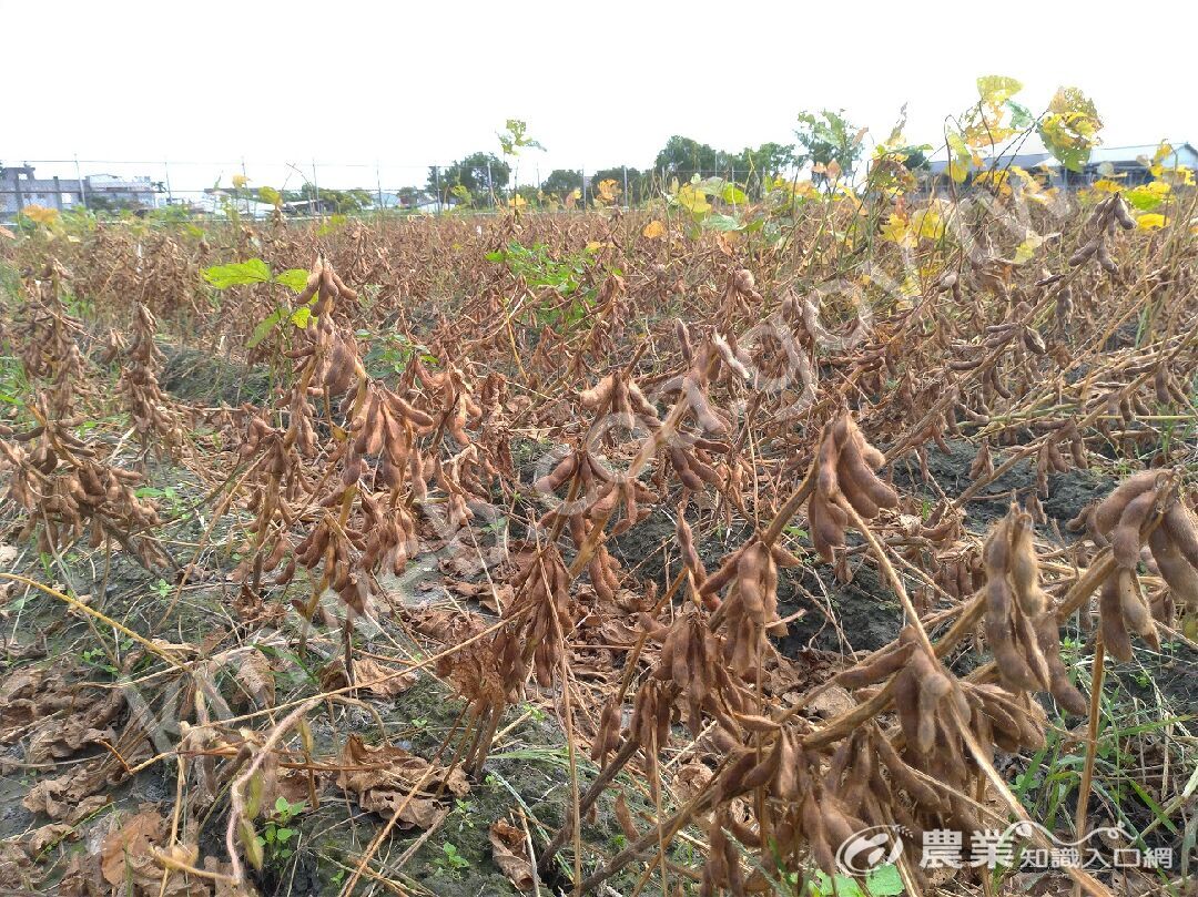 純化後大豆花蓮一1號成熟期集中