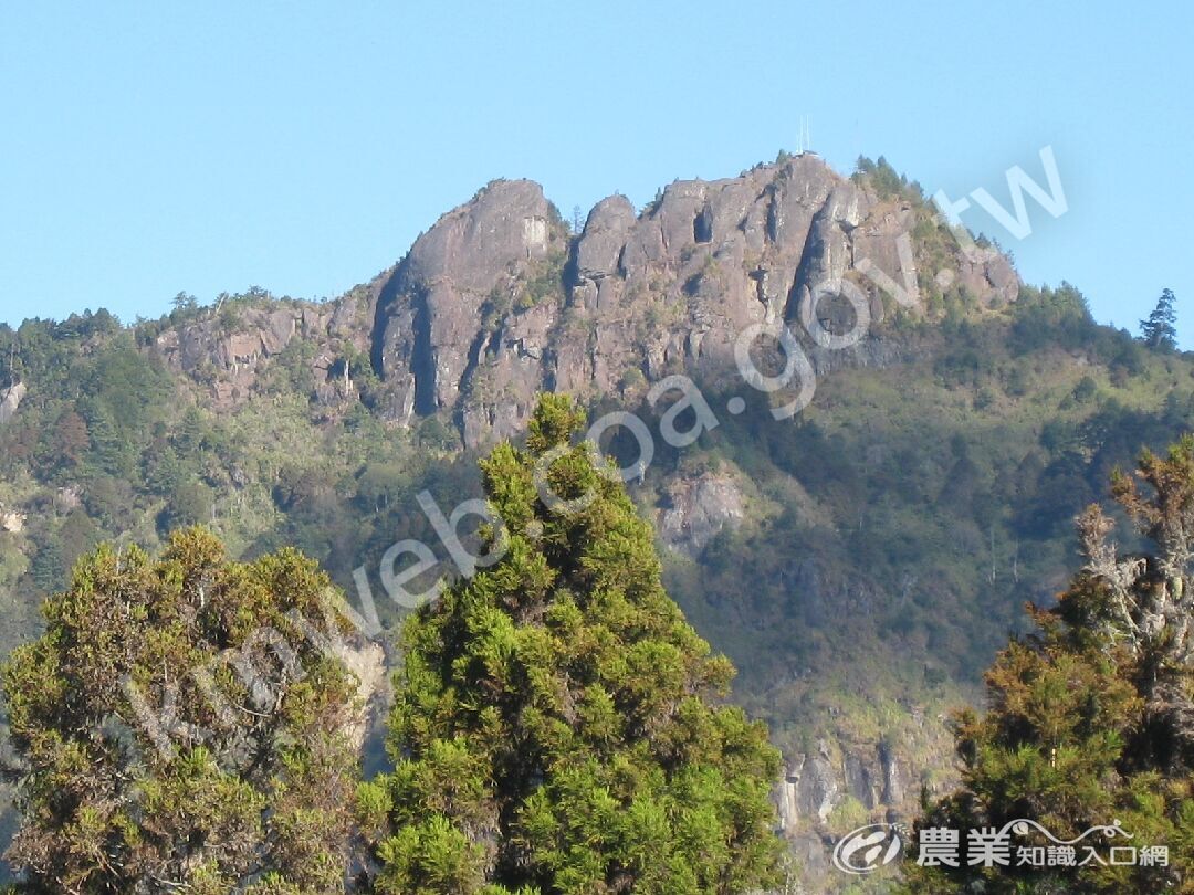 鄒族的靈山-大塔山