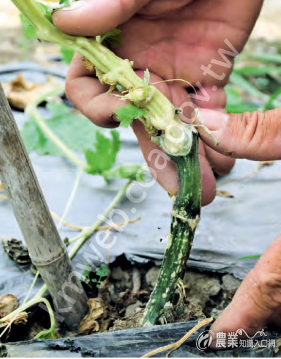 臺中市后里區蔬菜產銷班第6班改以高接法嫁接苦瓜，嫁接點拉高一節目。