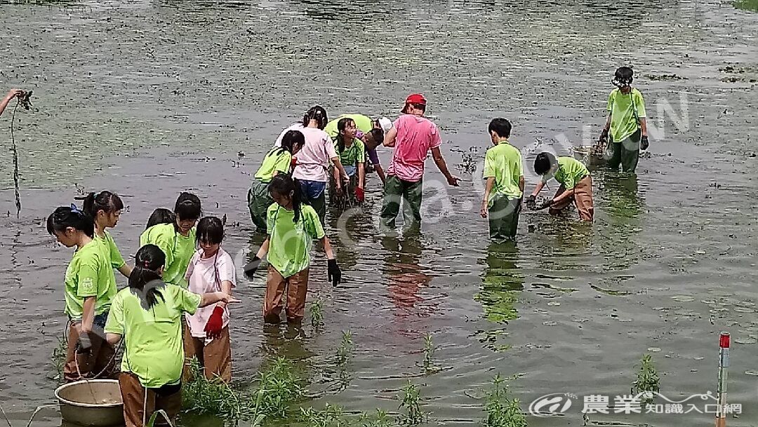 學生們清除雜草白花水龍以及有害生物福壽螺