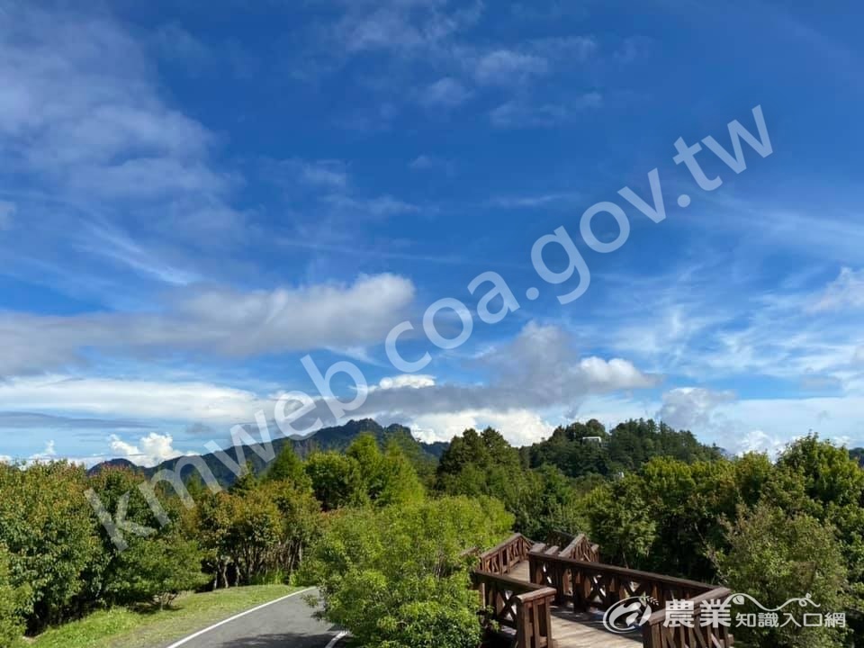 小笠原觀景平台賞雲 小笠原觀景平台賞雲