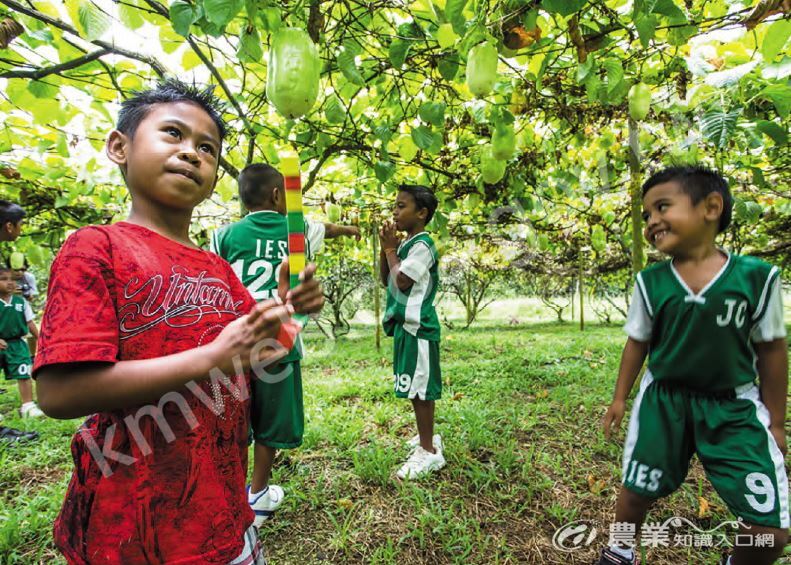 因應帛琉國情，教導帛琉學童認識蔬果，推廣食農教育已成臺灣駐帛琉技術團目前重要工作之一。