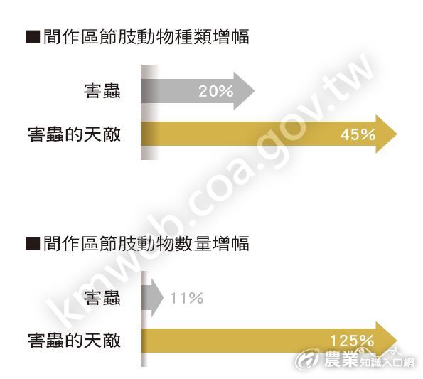 有機茭蕹間作田害蟲與天敵增加比率