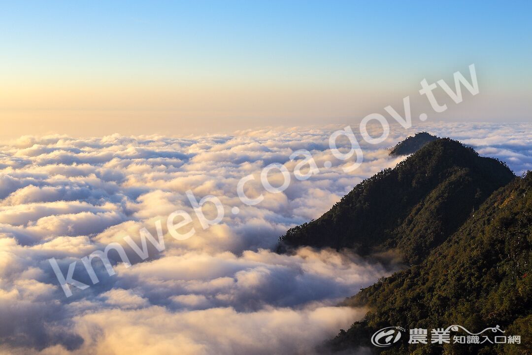 大雪山國家森林遊樂區雲海_