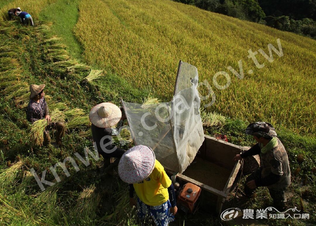 順應地形限制及保育需求，和禾有許多保育和夥人參與這樣傳統的收割季。