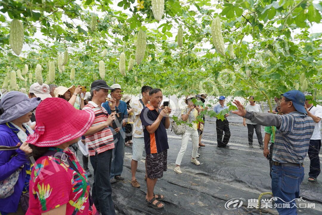 苦瓜生產的現場觀摩