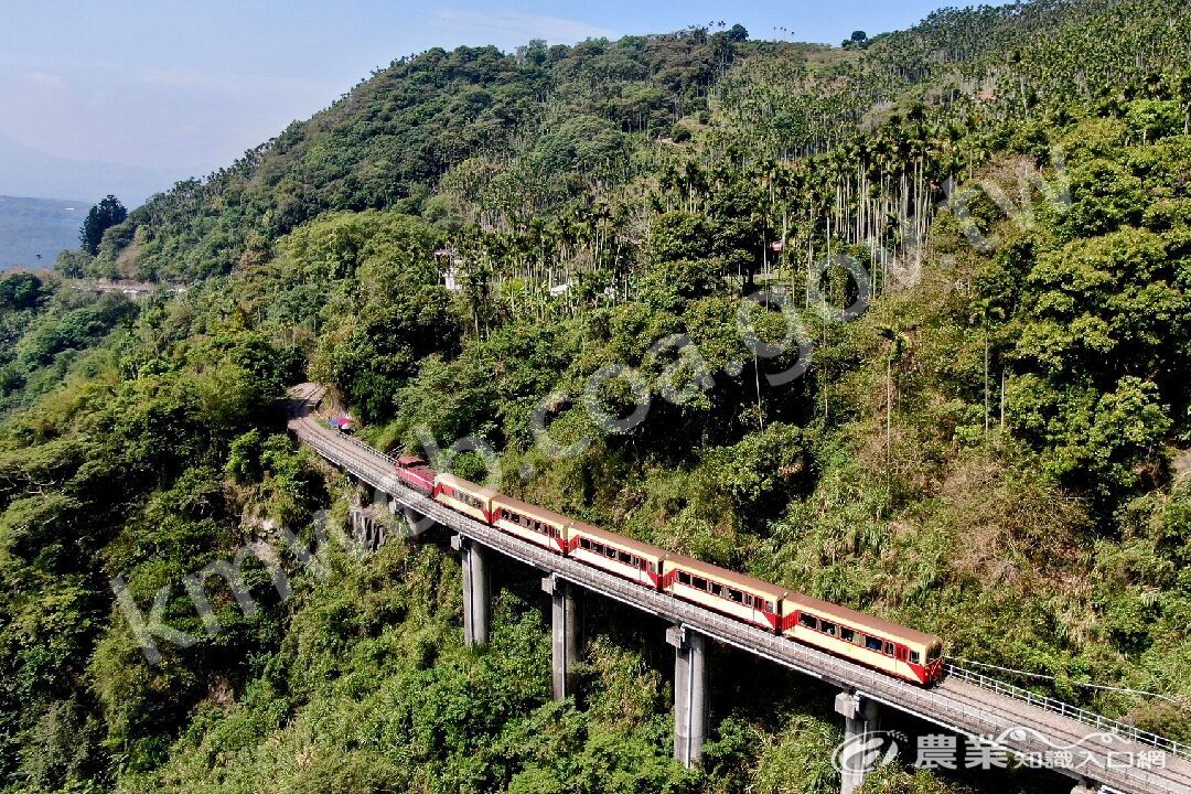 林鐵列車穿梭山林 林鐵列車穿梭山林