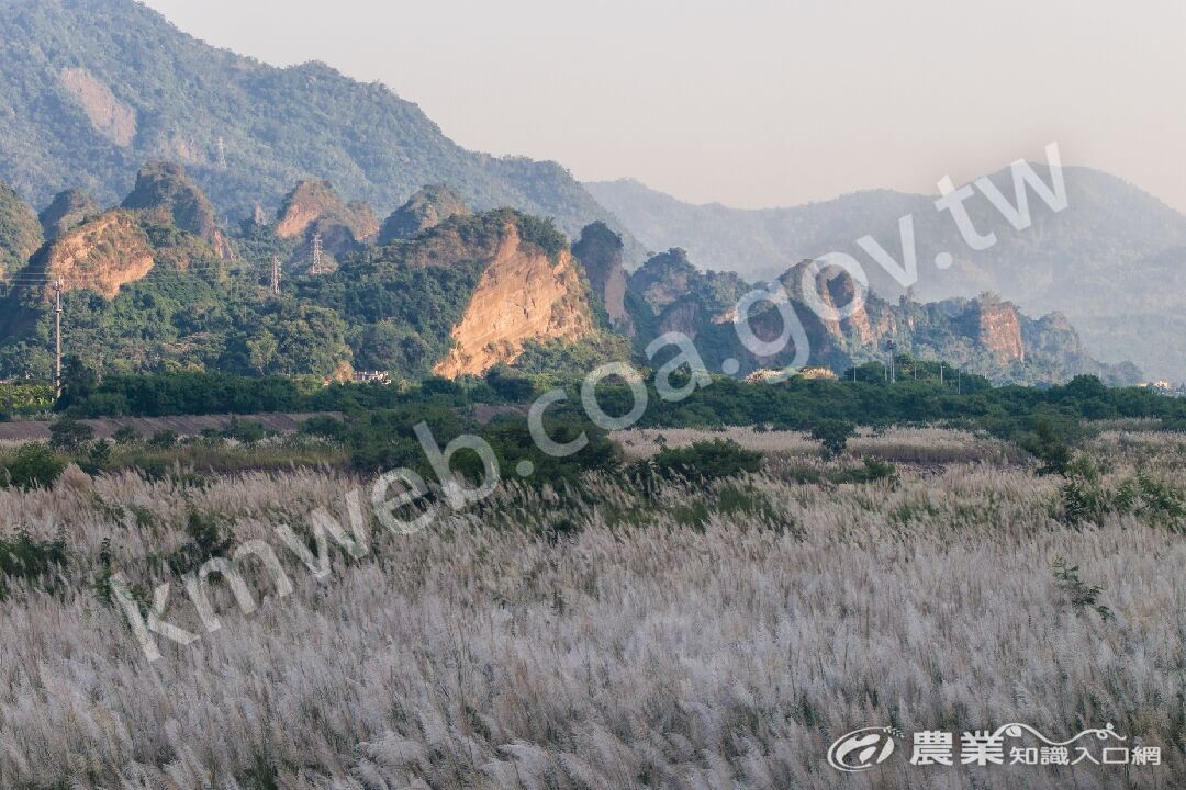 十八羅漢山與甜根子草 十八羅漢山與甜根子草