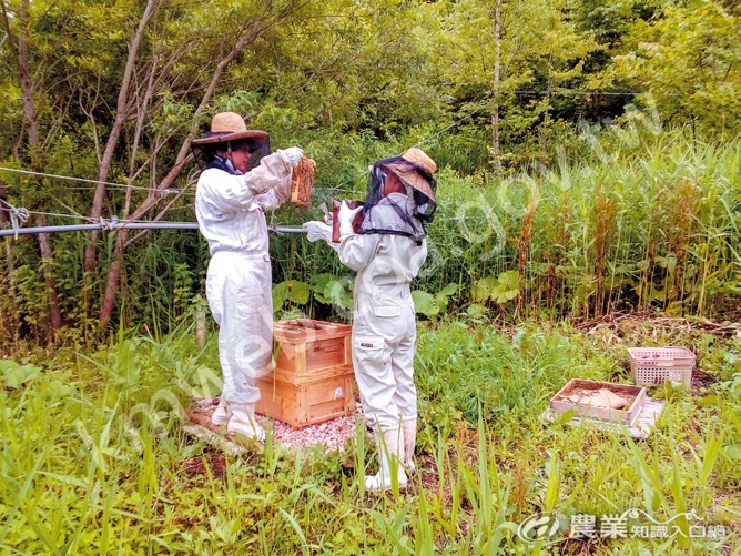 在硫酸山體驗蜂箱取蜜作業。