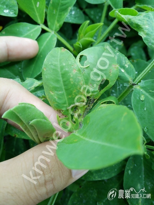 秋行軍蟲取食為害落花生情形(臺中市政府提供)