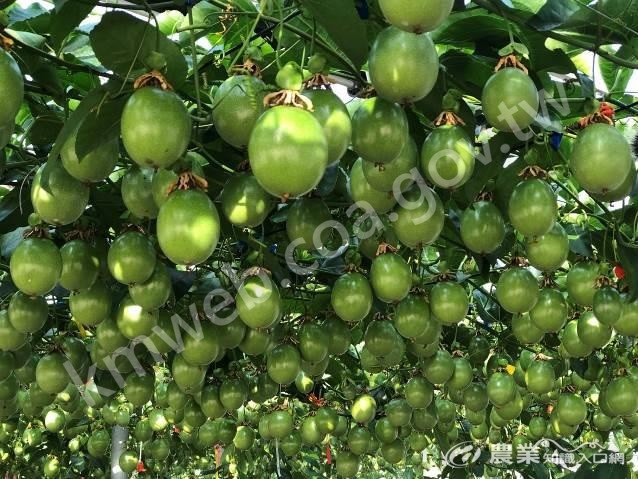 高屏地區少雨氣候配合網室栽培可大幅降低病蟲害發生_