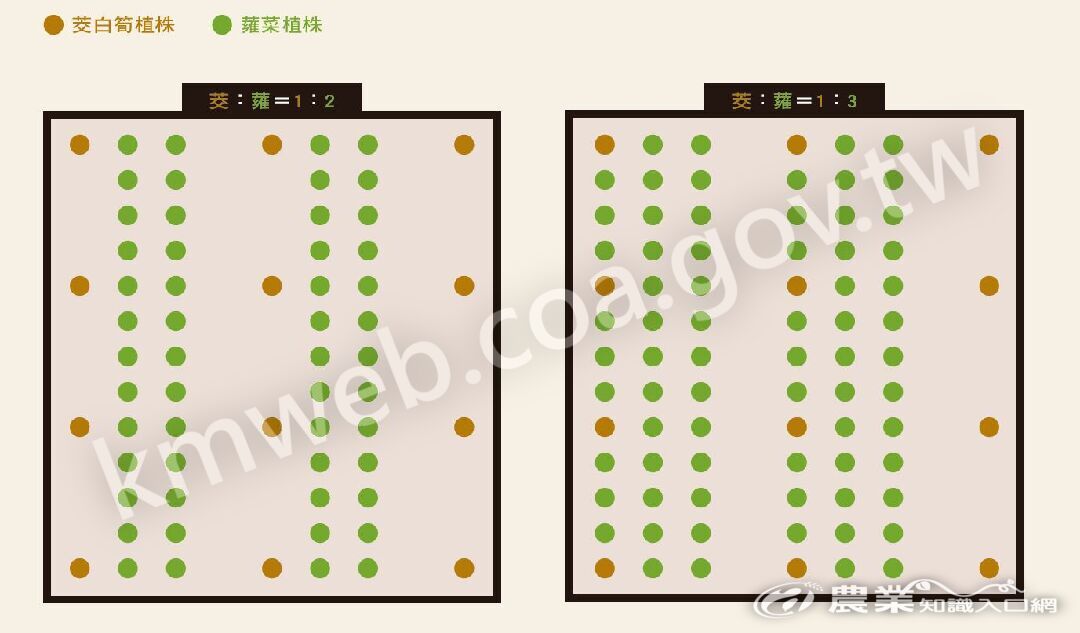 茭蕹間作配置建議