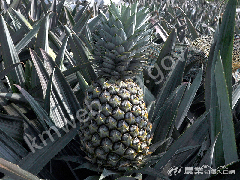 「台農23號」果形呈圓筒狀，植株低矮，適合機械化輔助管理作業。