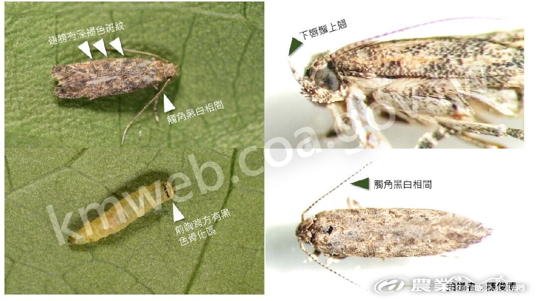 圖3、番茄潛旋蛾辨識特徵：幼蟲前端有明顯黑色條帶，成蟲觸角為黑白相間、翅膀有深褐色斑紋。