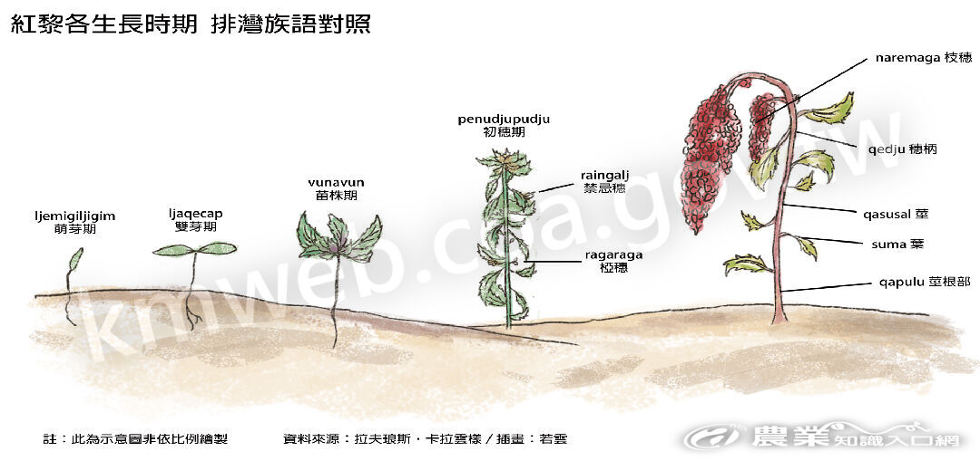 紅藜各生長時期_排灣族語對照