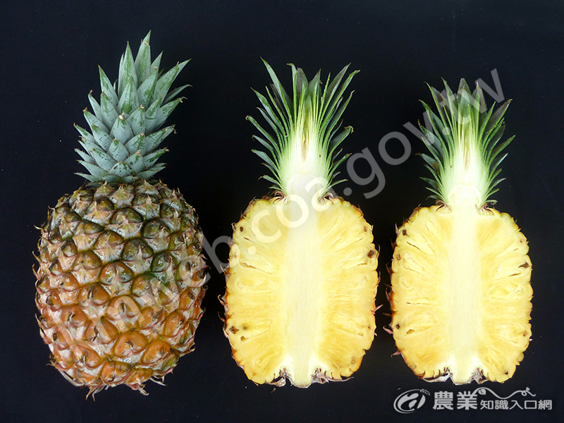 「台農23號」果肉色澤鮮艷亮麗。