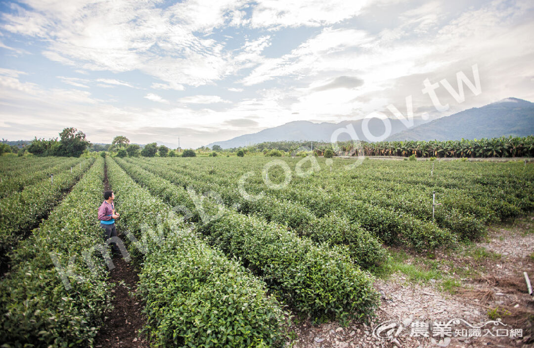 鹿野茶農張桓瑞，種植友善大地的無毒茶。