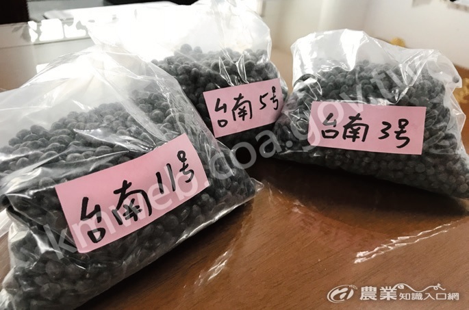新港地區種植三種不同特色的黑豆，開發加工品時更有餘裕。