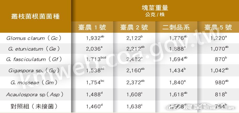 4_種山藥接種6_種叢枝菌根菌塊莖產量比較