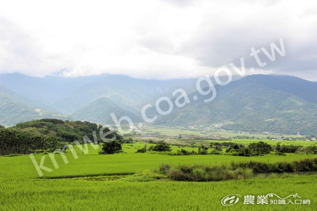 花蓮富里的羅山村三面環山，環境清幽。