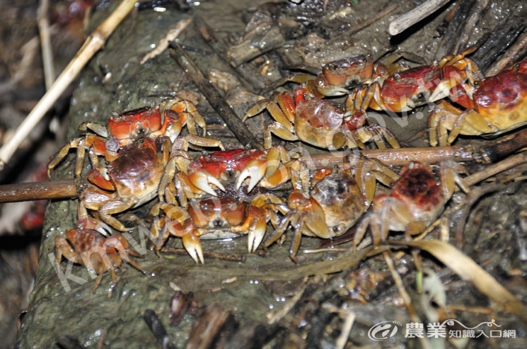 在水邊聚集活動與覓食的陸蟹們。（圖片提供／李政璋）