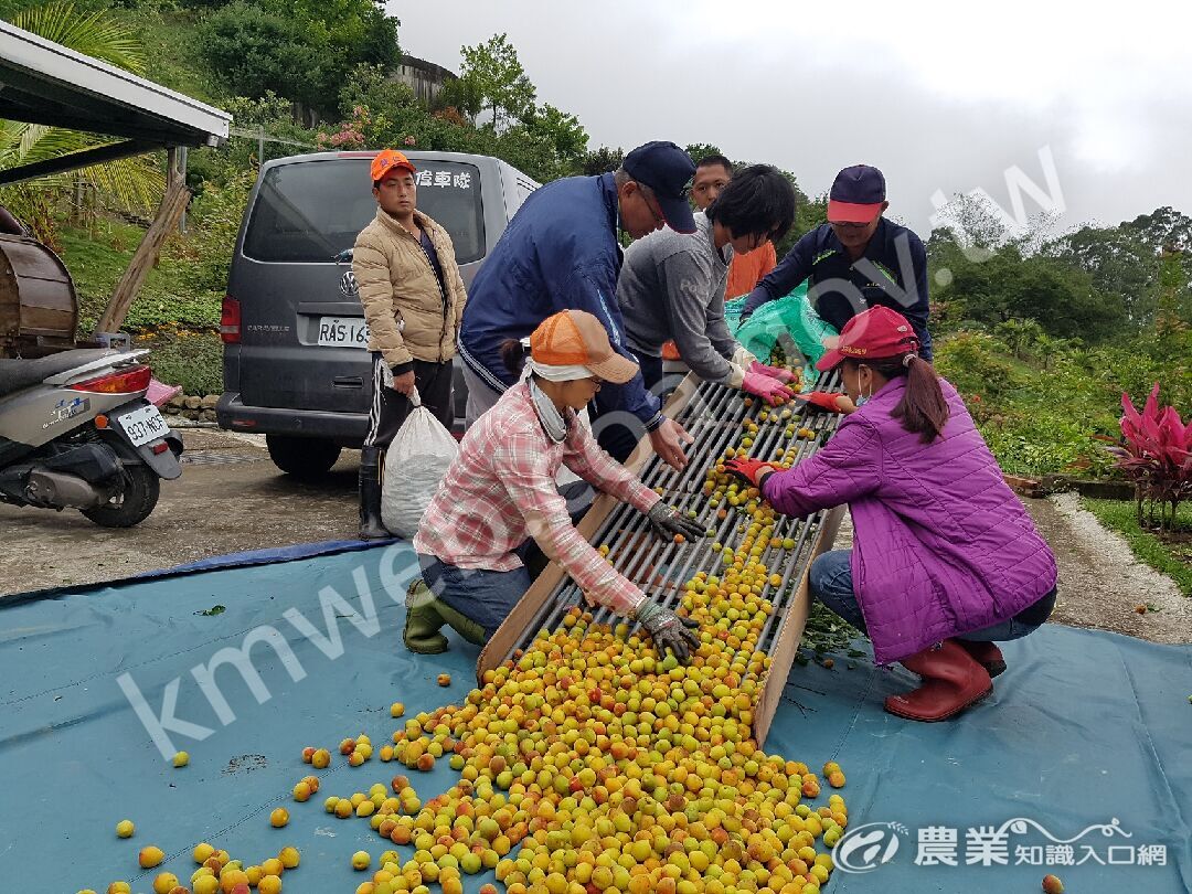利用簡易輸送篩選裝置篩除落葉與枝椏