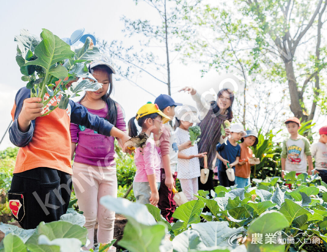 深溝國小附幼孩童準備採收青花菜。