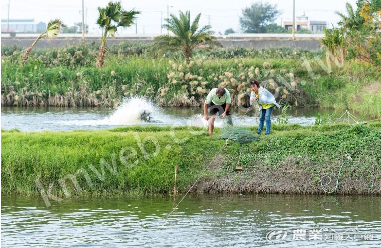 對生態養殖業者而言，成就感除了來自豐收的喜悅，也來自周遭欣欣向榮的生態環境。