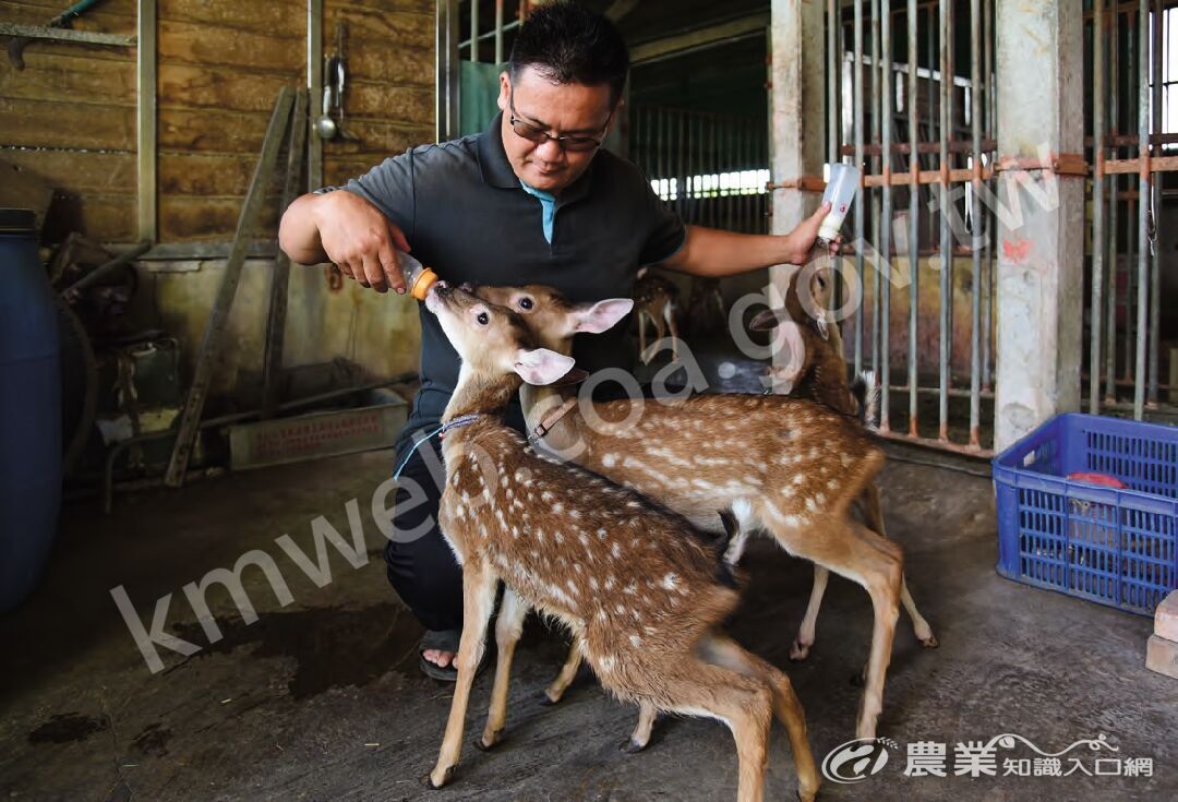 小鹿通常滿2_個月大之後才會斷奶，林昆鋒為求餵飼品質的穩定與安全，只以鮮牛奶餵飼。