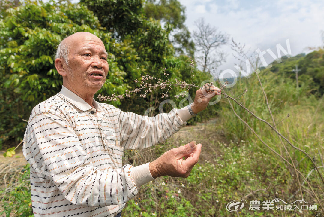 茆木聰在八卦山脈的農園裡種植山粉圓。