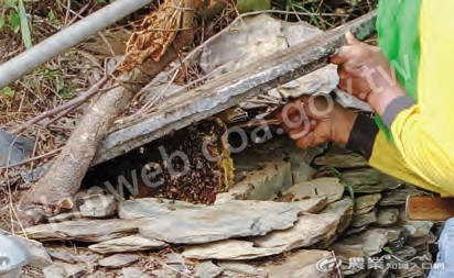 屏東縣三地門鄉德文部落擁有石板文化，在以石板堆砌駁坎時會刻意留下縫隙吸引野蜂築巢取蜜。（攝影／游涵丞）