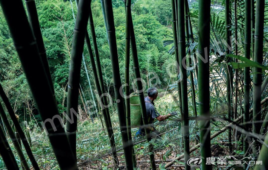 擁有豐富竹林資源的臺灣，生產高質化、高附加價值的竹製品，開發竹材資源新用途，再次提升竹材加工業的經濟效能與產值，是農村經濟發展政策中不可忽視的課題。(_攝影／謝佩穎）