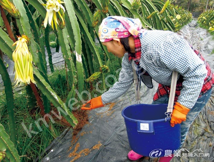 紅龍果施肥情形。