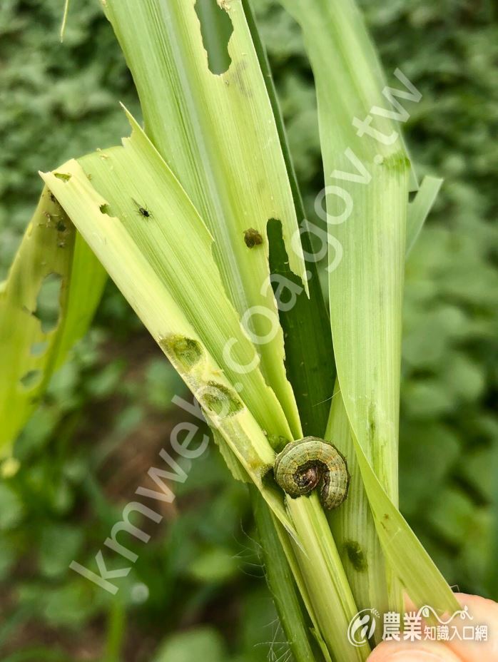 秋行軍蟲取食為害狼尾草幼苗